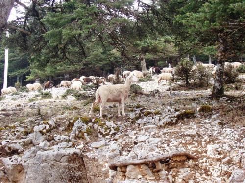 Εικόνα