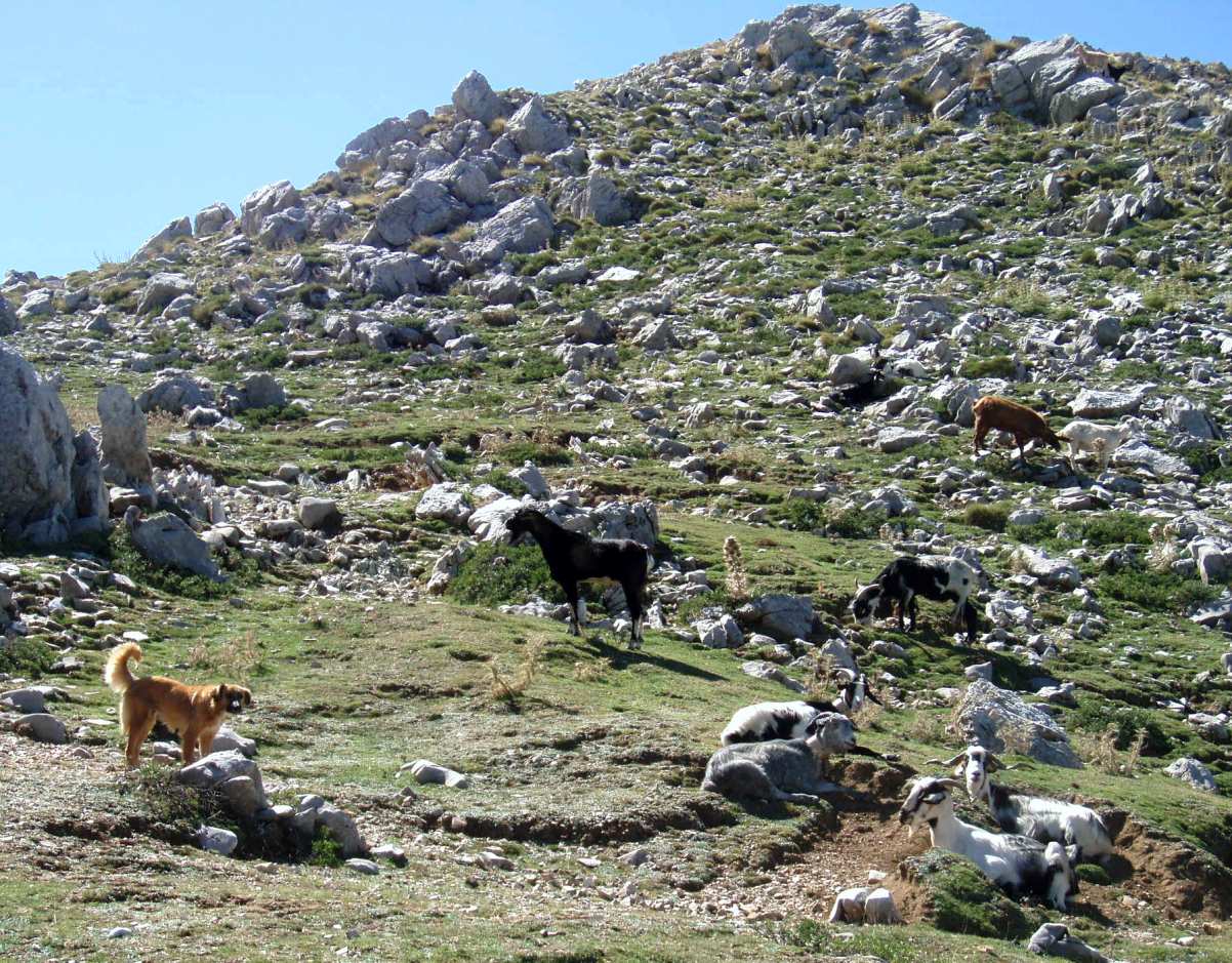 Εικόνα