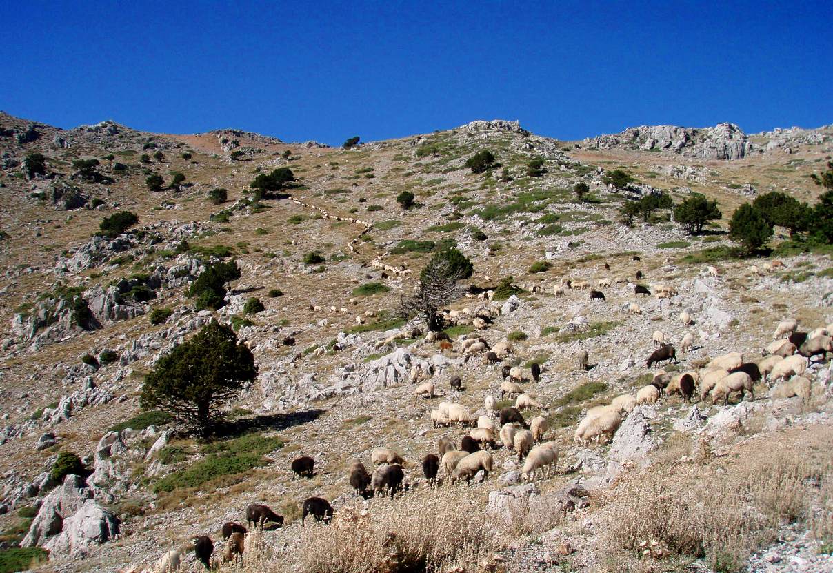 Εικόνα